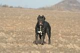 CANE CORSO 1392
